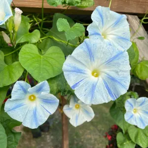Blue Star Morning Glory Seeds