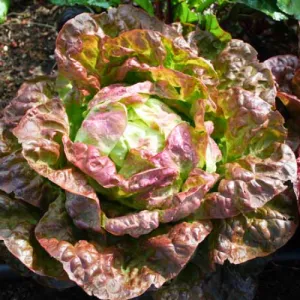 Boston Burgundy Lettuce Seeds
