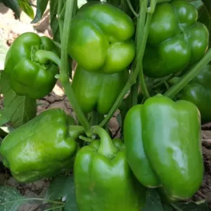 Emerald Giant Pepper Seeds