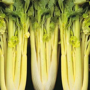 Golden Pascal Celery Seeds