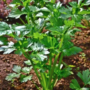 Green Cutting Celery Seeds