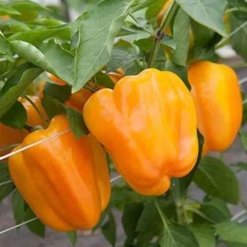 Horizon Orange Sweet Pepper Seeds