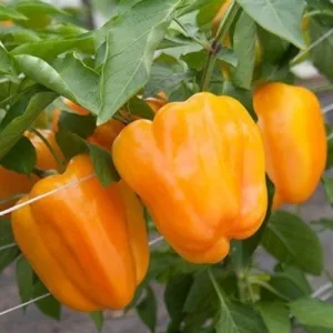 Horizon Orange Sweet Pepper Seeds