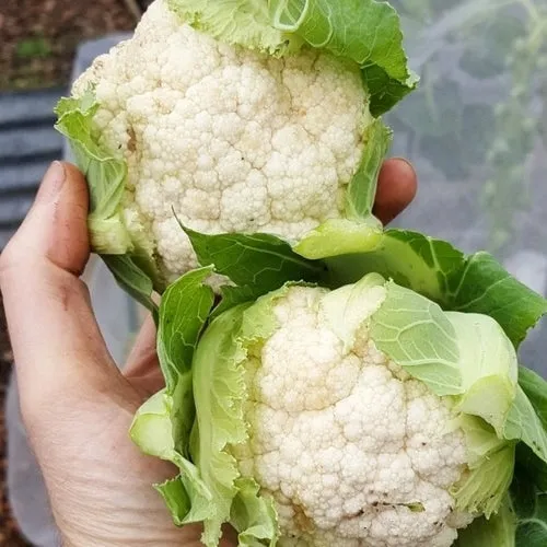 Igloo Cauliflower Seeds