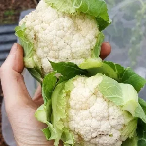 Igloo Cauliflower Seeds