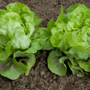 Little Gem Lettuce Seeds