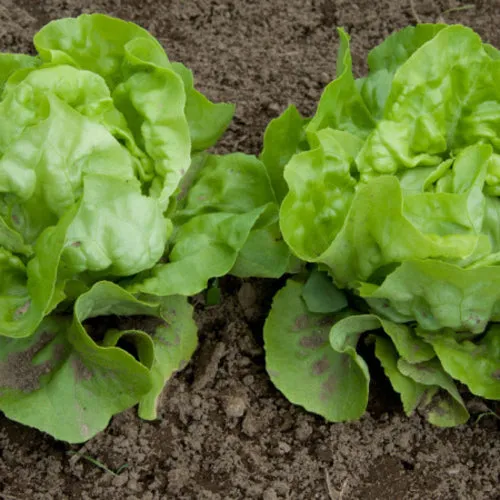 Little Gem Lettuce Seeds