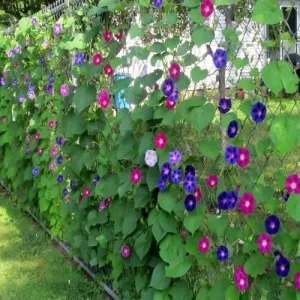 Mixed Colours Morning Glory Seeds