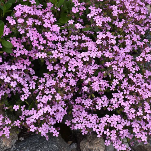 Pink Beauty Soapwort Seeds