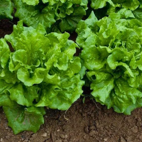 Way-A-Head Lettuce Seeds