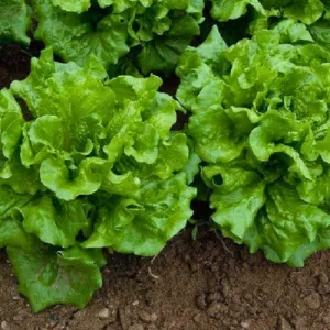 Way-A-Head Lettuce Seeds