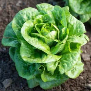 Winter Density Lettuce Seeds